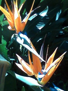 birdsofparadise
