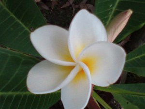 frangipani3